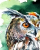 Great horned owl portrait