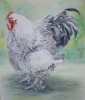 Rooster