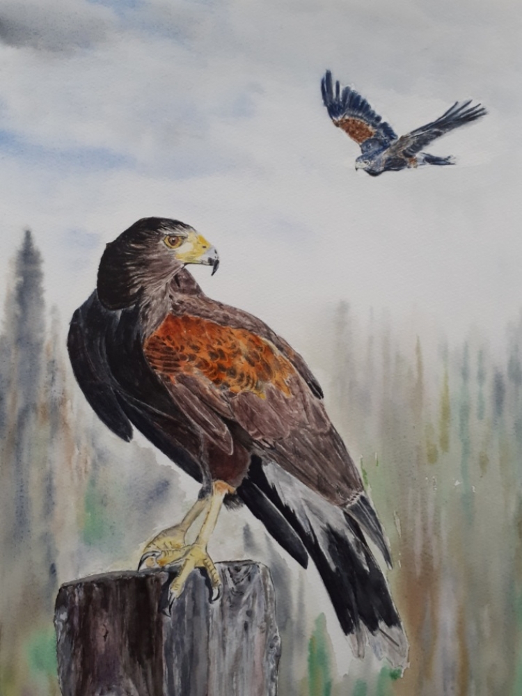 Harris Hawks