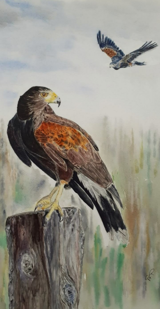 Harris Hawks