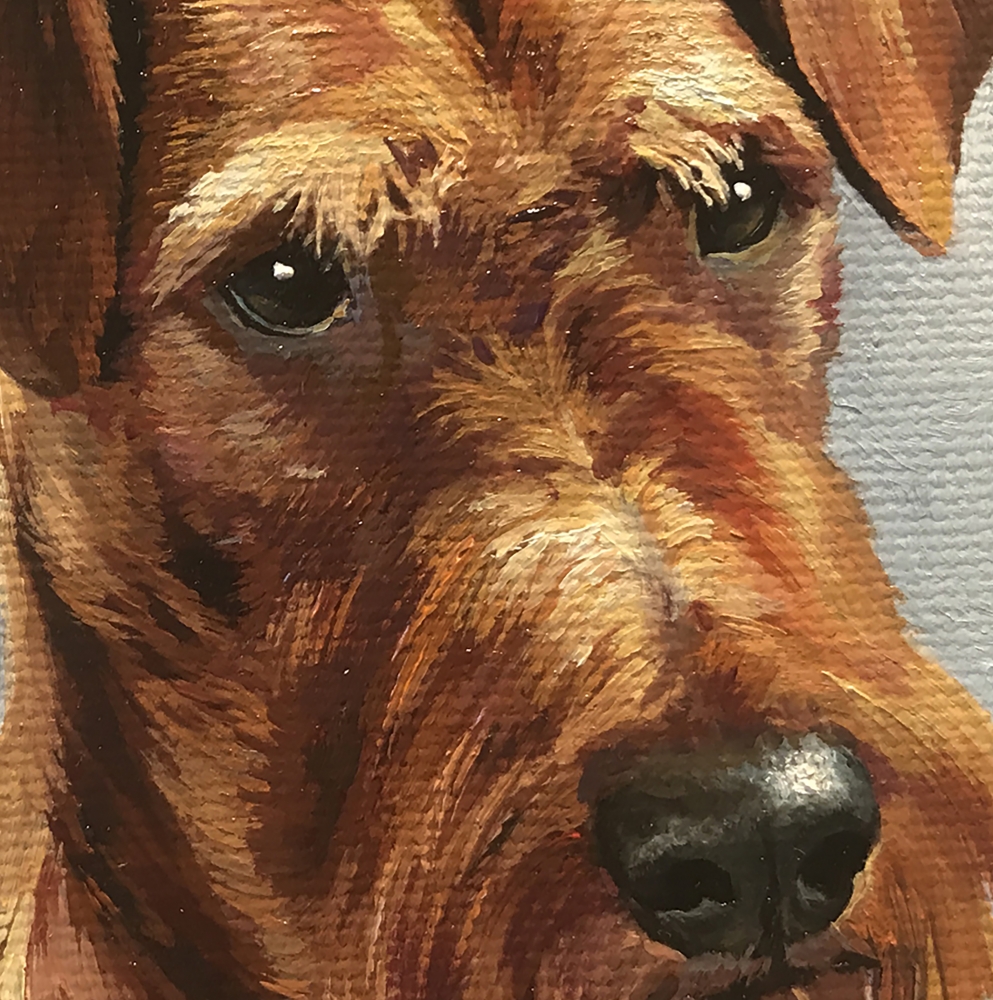 \"Miniature \"Irish Terrier\"