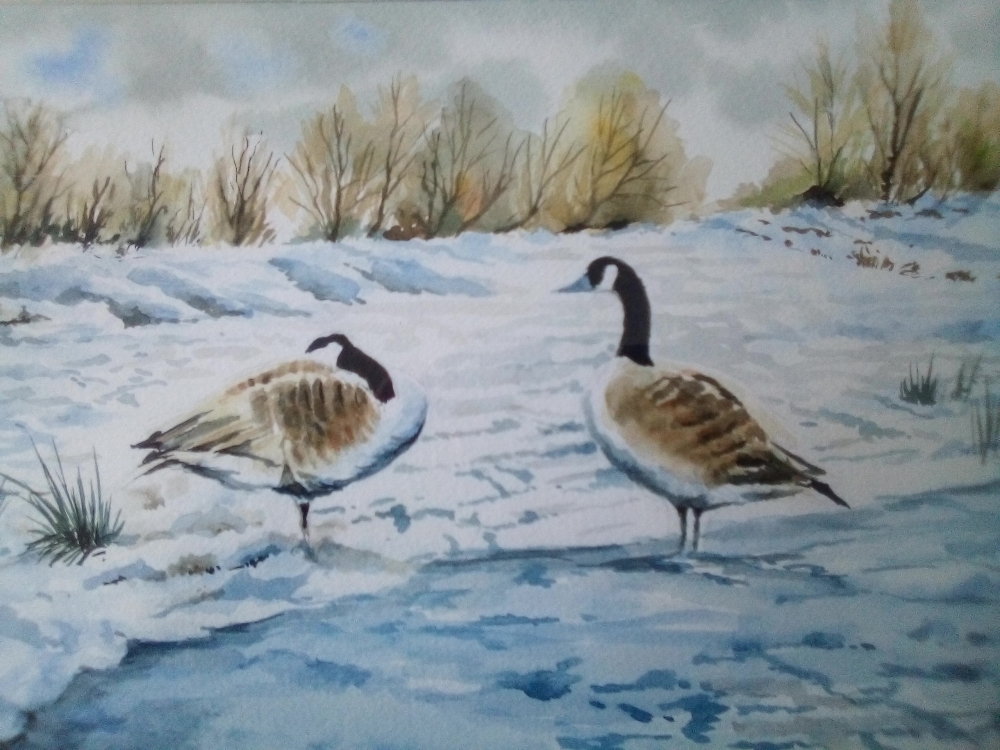 Canada Geese in Snow