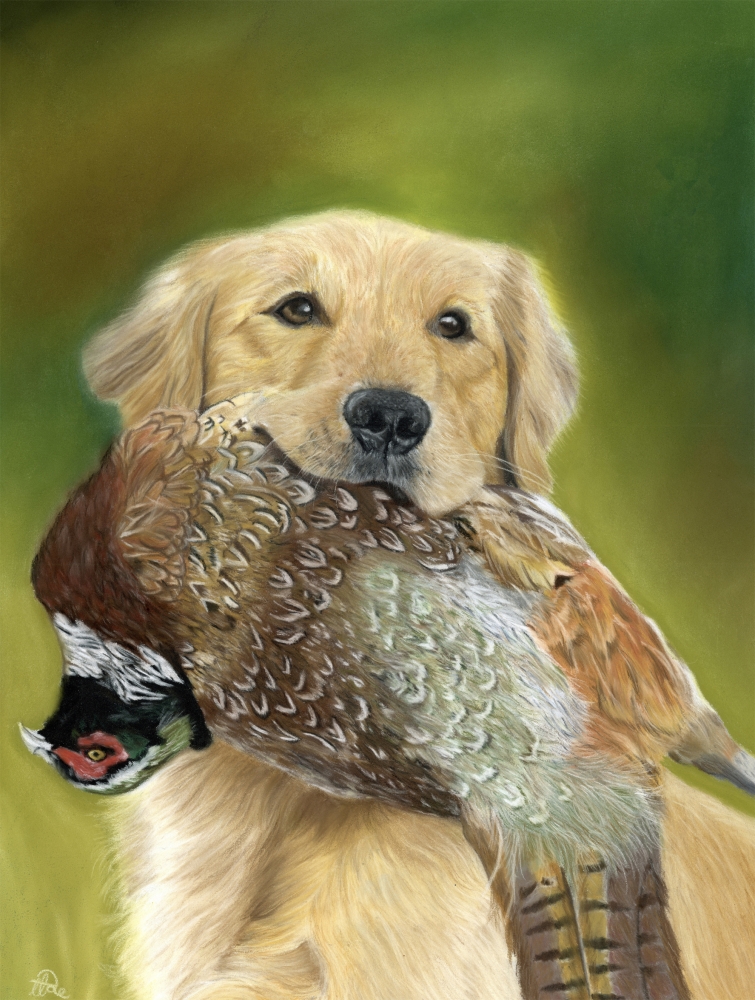 Golden retriever with pheasant 