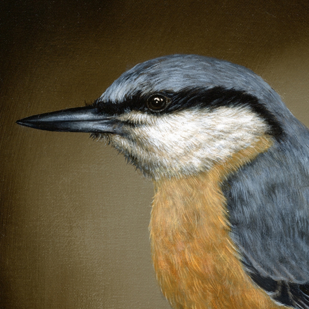 Eurasian Nuthatch