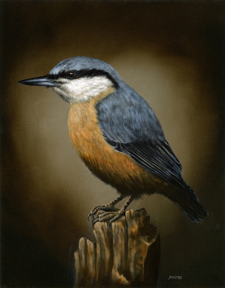 Eurasian Nuthatch