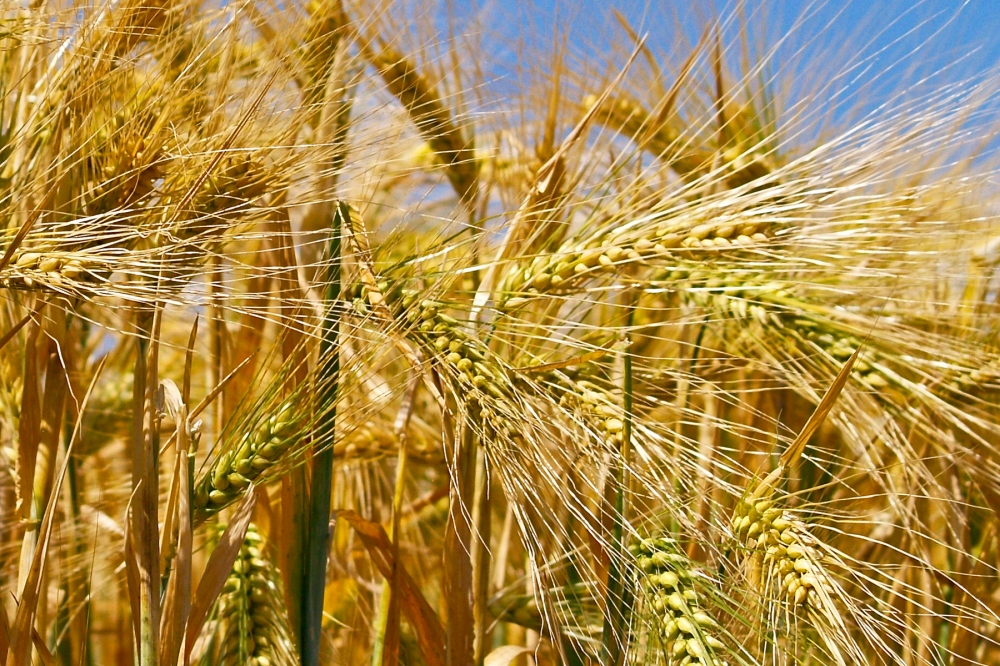 Field of Gold