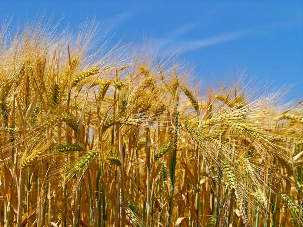 Field of Gold