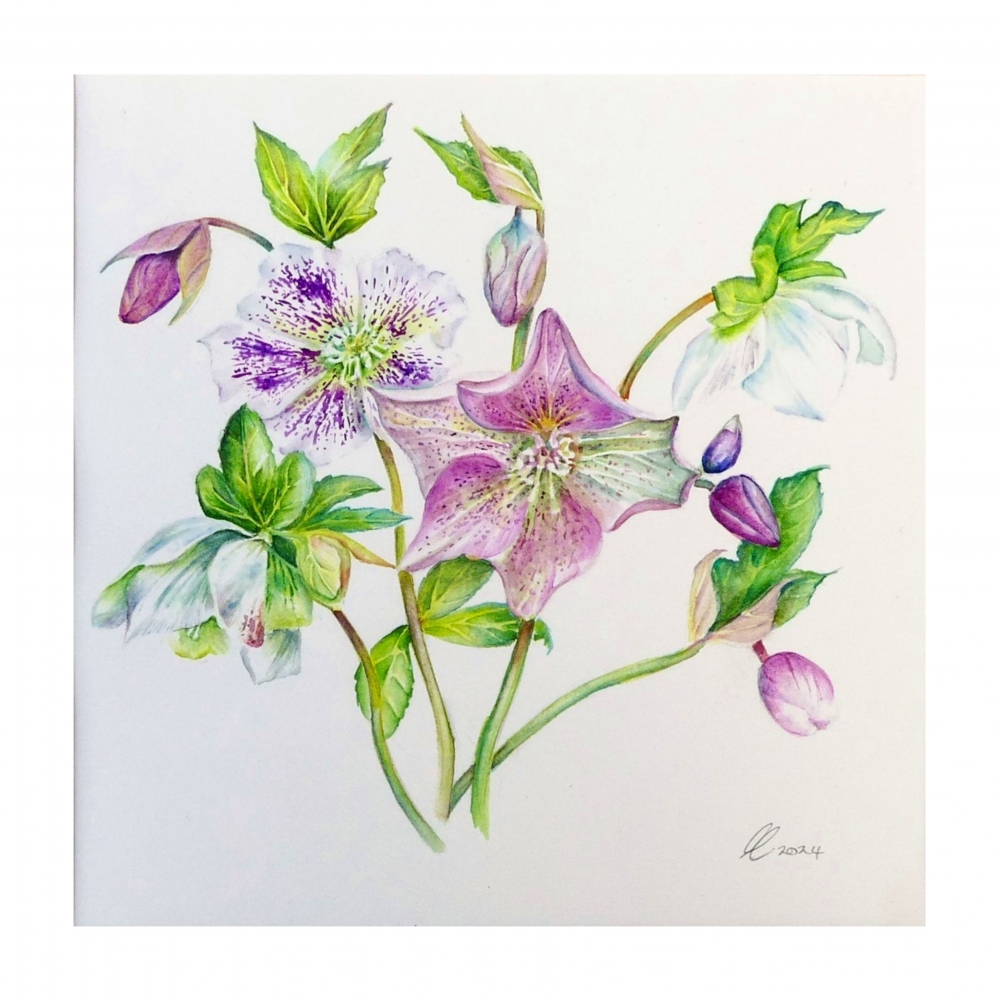 Hellebores