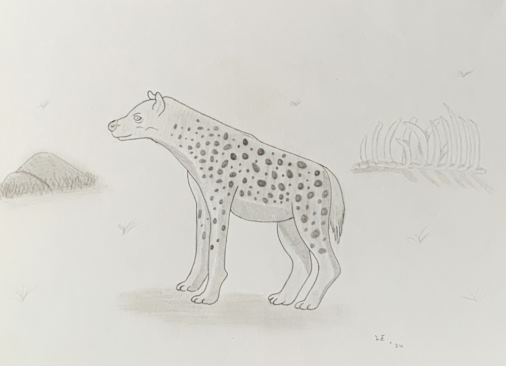 Hyena - Original Pencil Drawing