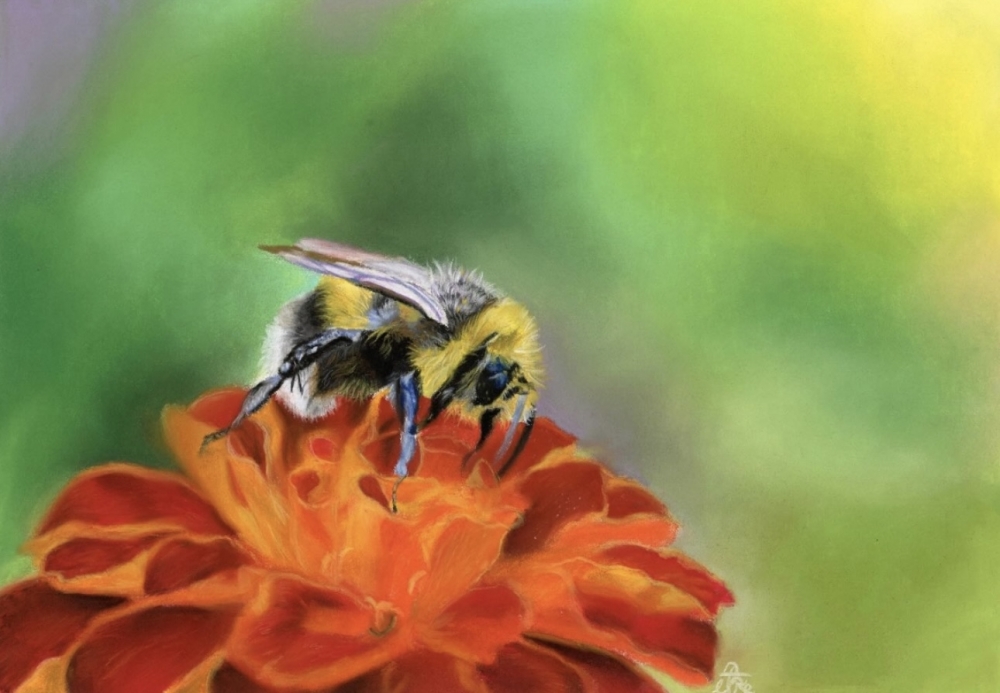 Bee on chrysanthemum 