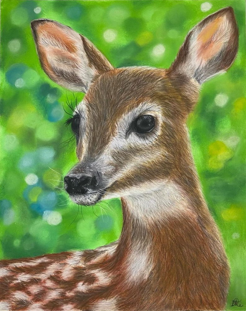 Fawn 