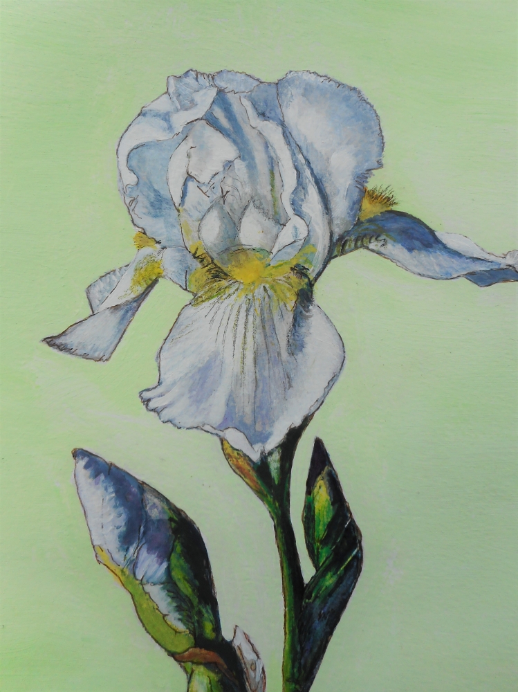 WHITE IRIS