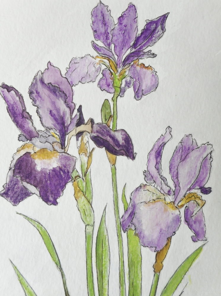 IRIS