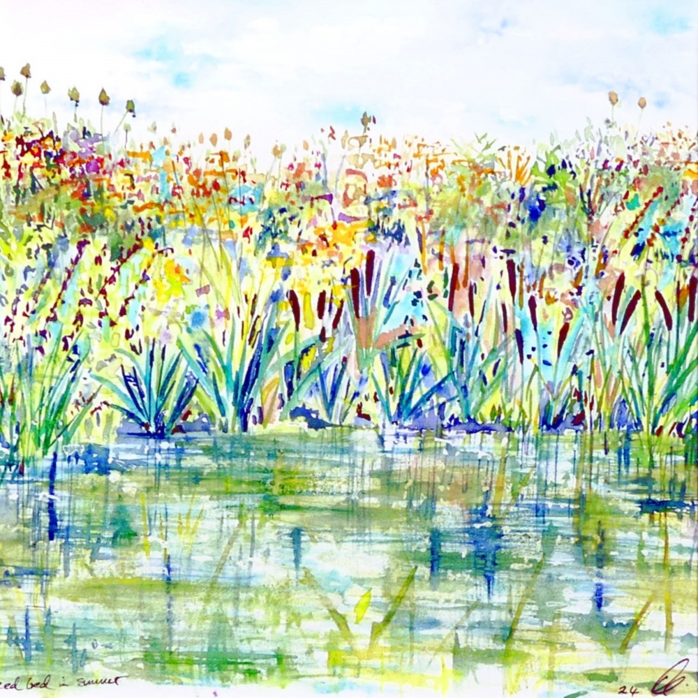 Reed bed in Summer