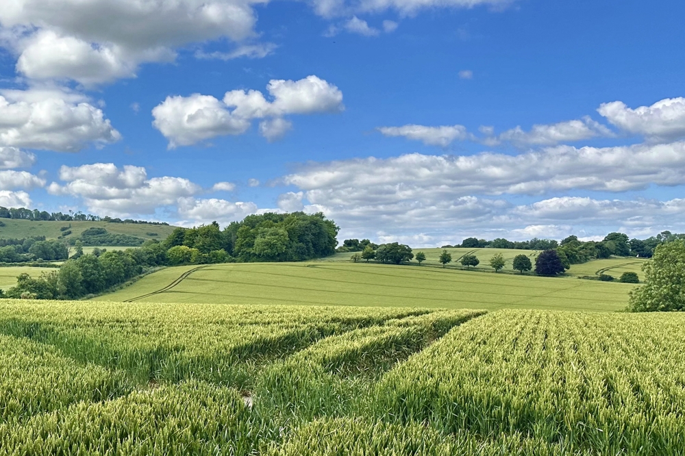 Sea of Wheat