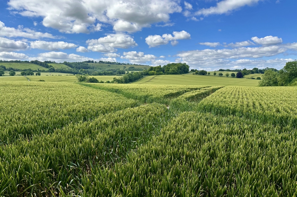 Sea of Wheat