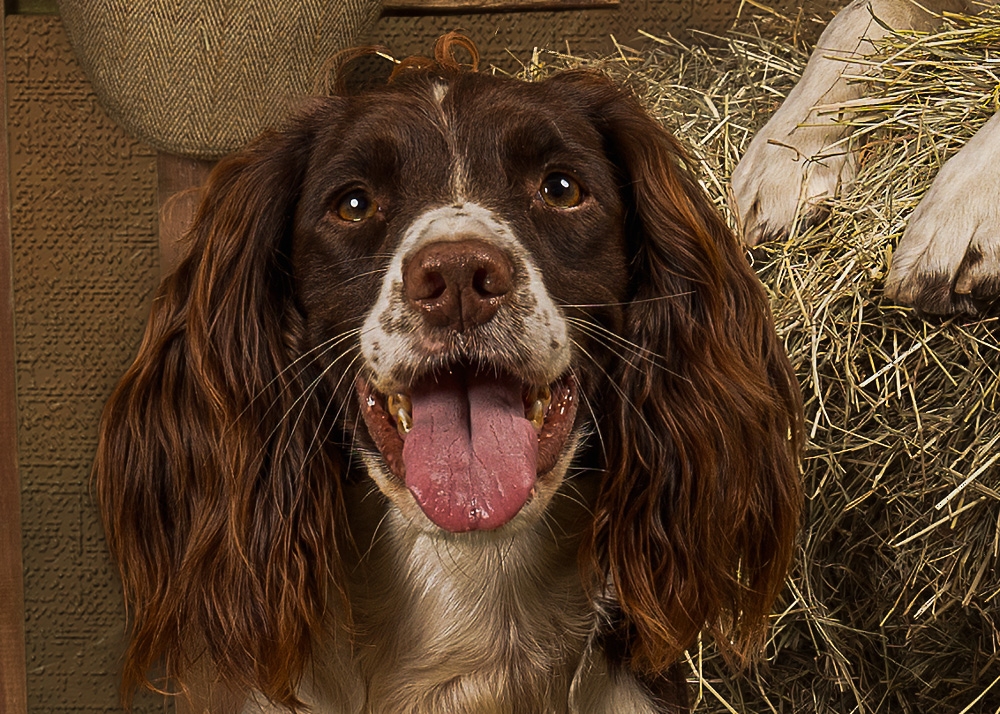 Silent Sentinel: The Noble Gundog