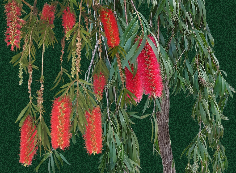 Weeping Callistemon - Dark