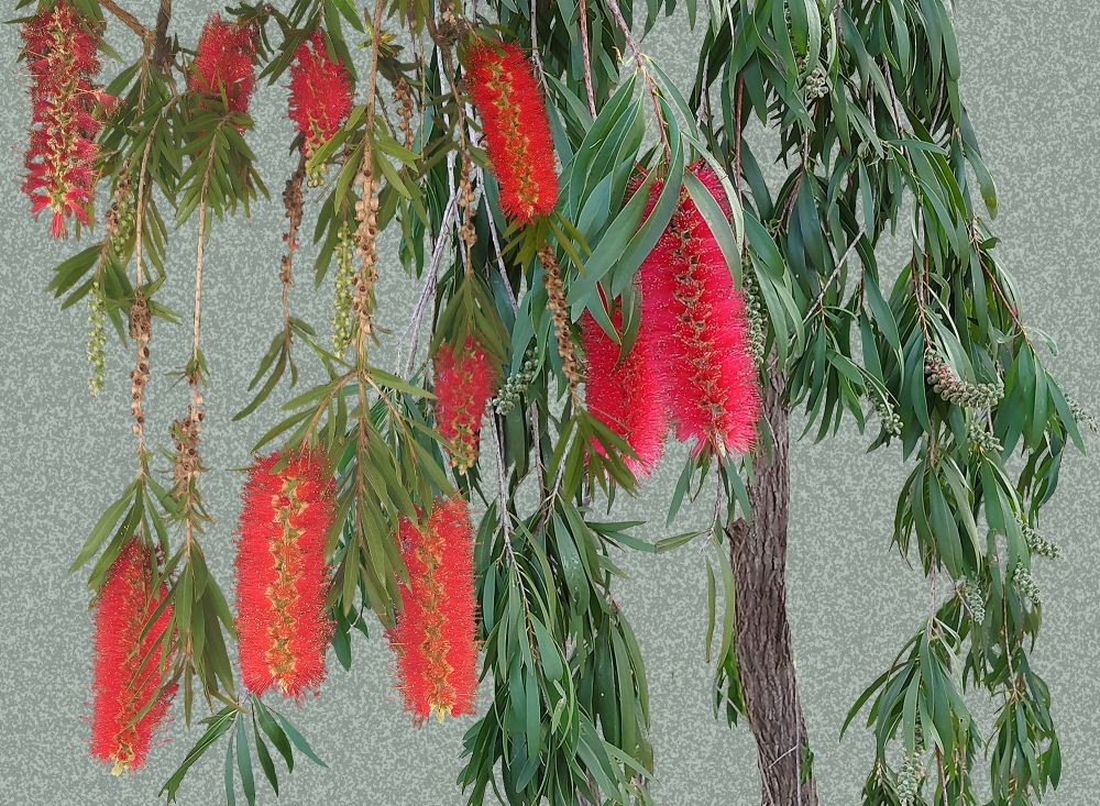 Weeping Callistemon - Light