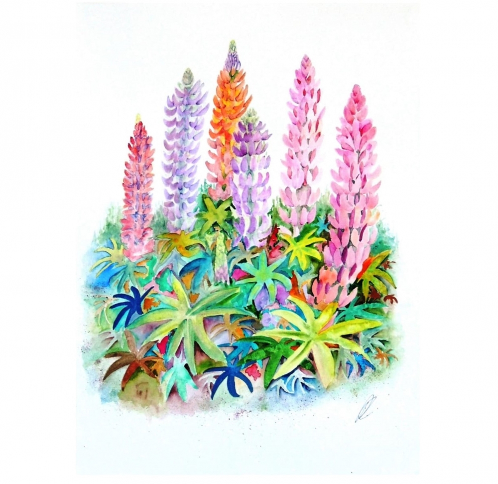 Cottage Garden Lupins