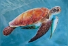  - The Sea Turtle 