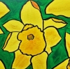 Daffodils 