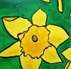 Daffodils 