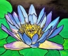 Blue Water Lily