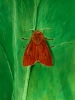 Ruby Tiger Moth