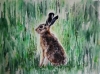 Young Hare