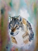 Portrait of a Wolf