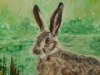  Wild Hare