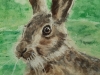  Wild Hare