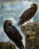 Eyes of Odin; Huginn and Munnin