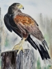 Harris Hawks