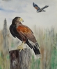 Harris Hawks