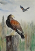 Harris Hawks