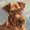 \"Miniature \"Irish Terrier\"