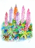 Cottage Garden Lupins