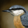 Eurasian Nuthatch