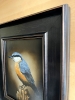 Eurasian Nuthatch