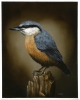 Eurasian Nuthatch