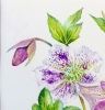 Hellebores