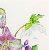 Hellebores