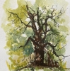 Oak Tree