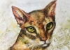 Abyssinean cat painting 