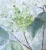 Summer  Hydrangea