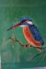 Kingfisher