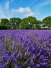 Sea of Lavender