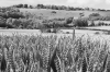 Wheatfield in the South Downs